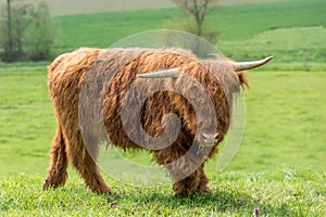 Scottish highland cattle