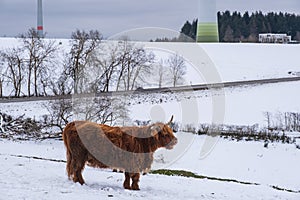 Scottish highland cattle on pasture in winter