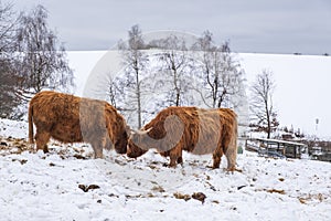 Scottish highland cattle on pasture in winter