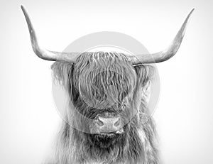 A Scottish Highland cattle portrait in black and white