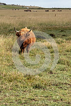 Scottish highland cattle in a salt marsh near St. Peter BÃÂ¶hl