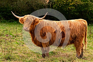 Scottish highland cattle standing on a meadow in Germany. Red female Gaelic cow chewing her cud