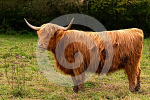 Scottish highland cattle standing on a meadow in Germany. Red female Gaelic cow chewing her cud