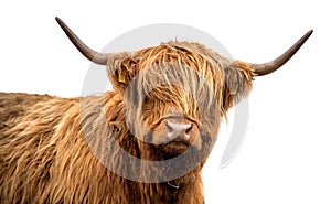 Scottish highland cattle on a white background