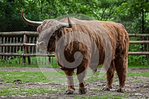 Scottish highland cattle (Bos primigenius taurus). photo