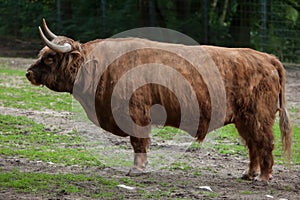 Scottish highland cattle (Bos primigenius taurus). photo