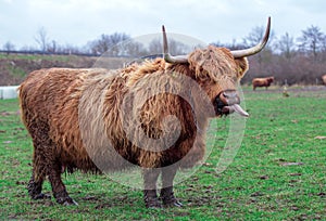 A Scottish Highland Cow