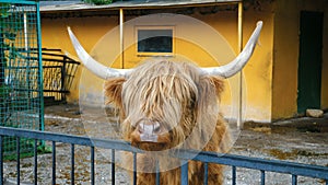 Scottish highland cow.