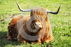 Scottish Highland cow