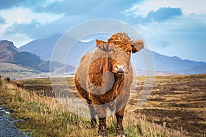 Scottish Highland Cow