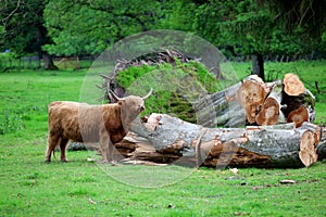 Scottish highland cow