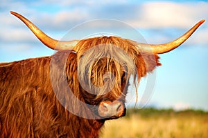 Scottish highland cow photo