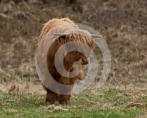 Scottish highland Cow