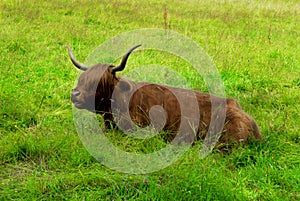 Scottish highland cow