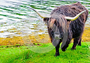 Scottish Highland Cow