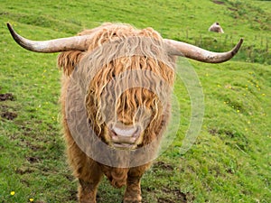 Scottish highland cow