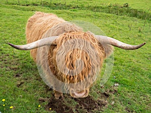 Scottish highland cow