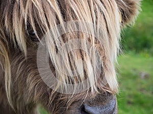 Scottish highland cow