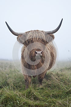 Scottish Highland Cow