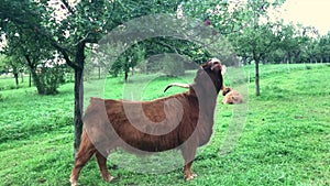 Scottish highland cow at apple tree