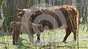 Scottish highland cow and calf