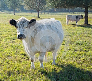 Scottish highland cow calf.