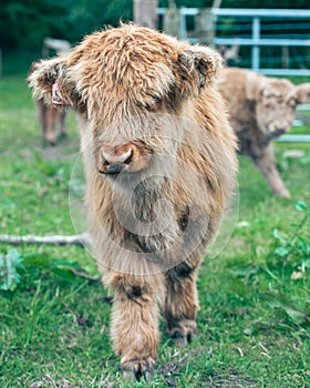 Scottish Highland cow calf