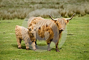 Scottish Highland Cow & Calf