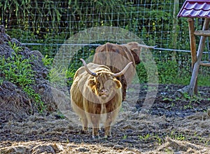 Scottish highland cow calf