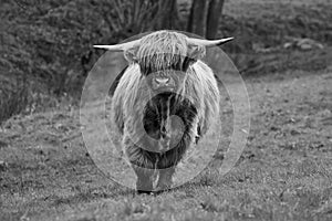 Scottish highland cow calf in field