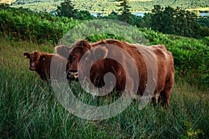 Scottish highland cow and calf on hillside