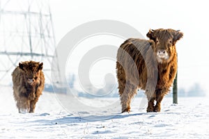 Scottish Highland cow and Calf in Snow