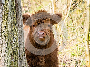 Scottish highland cow calf