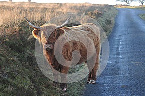 Scottish Highland cow on a  country lane on moorland