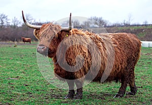 Scottish highland cow in field