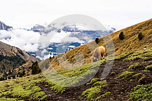 Scottish Highland cow grazing with mountains and clouds in the background