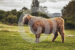 Scottish Highland Cow Hairy Scottish Yak