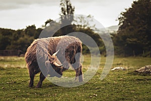 Scottish Highland Cow Hairy Scottish Yak