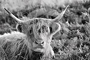 Scottish Highland cow that has just been given some bad news