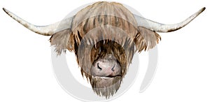 Scottish highland cow head. Hand-drawn watercolor illustration. Year of the Ox 2021.