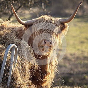 Scottish Highland Cow on the Isle of Skye, Scotland