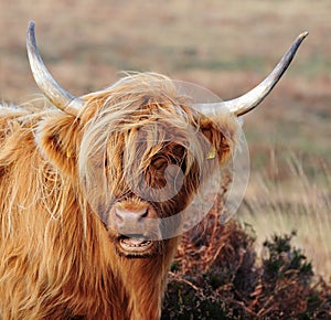 Scottish Highland cow living on grassy moorland