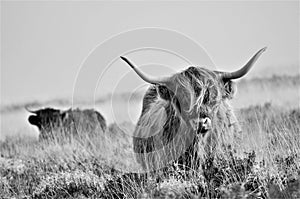 Scottish Highland cow living on grassy moorland