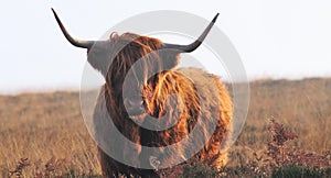 Scottish Highland cow living on moorland