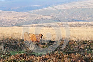 Scottish Highland cow living on moorland blending into its surroundings