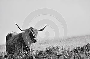 Scottish Highland cow living on moorland blending into its surroundings