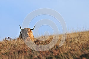 Scottish Highland cow living on moorland blending into its surroundings