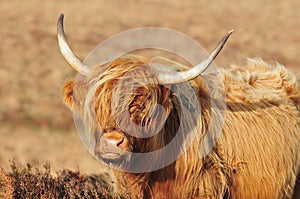 Scottish Highland cow living on moorland blending into its surroundings