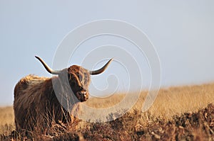 Scottish Highland cow living on moorland looking almost wistful