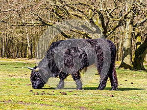 Scottish highland cow with long hair and horns grazing grass in nature reserve near Hilversum, Netherlands